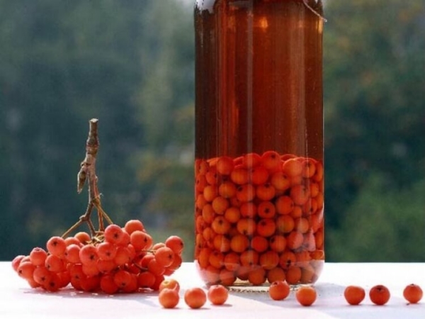  Rowan aiuta con ipertensione, diabete, aterosclerosi, gastrite