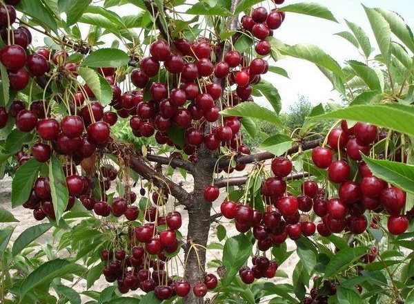  Abundante cosecha de cerezas.