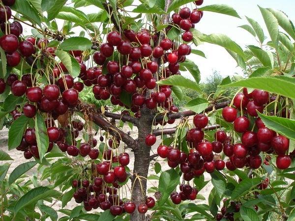  Abundant harvest of cherries