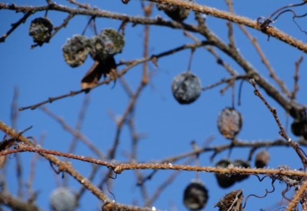  In autunno, è obbligatoria solo la potatura sanitaria di un susino malato e l'eliminazione dei rami spezzati.