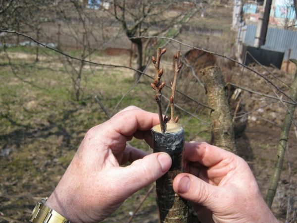  Graft cherry over the bark