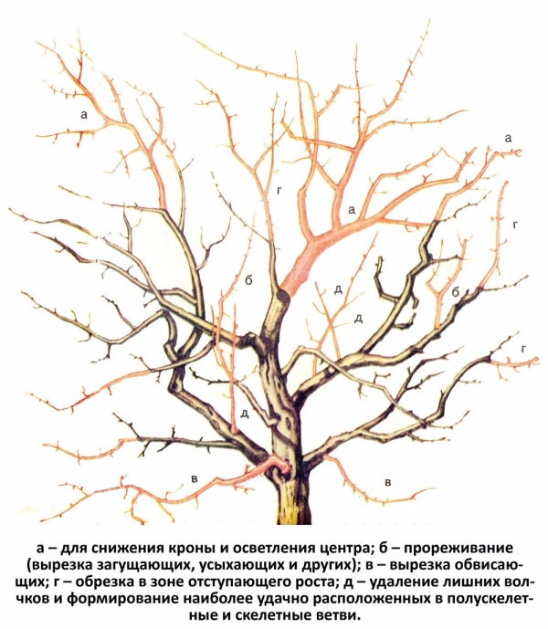  Prolungare frutti, ringiovanire la prugna può essere, se in tempo per fare la potatura anti-invecchiamento dell'albero secondo lo schema