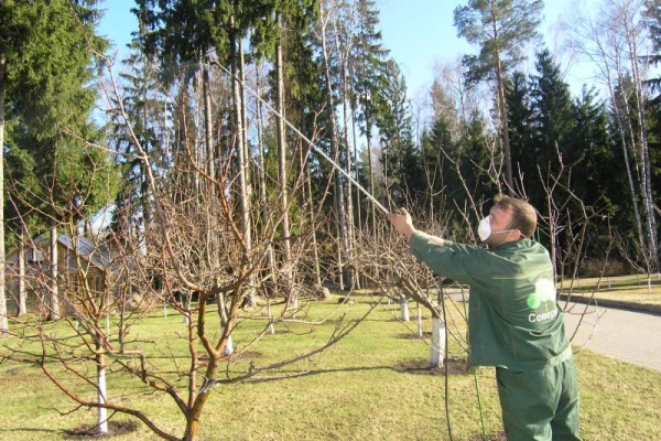  Elaborazione prugne da parassiti in autunno possono essere effettuati rimedi popolari, nonché sostanze chimiche