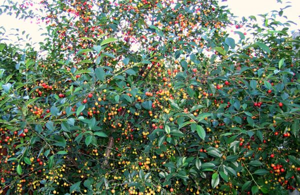  Cherry orchard, immature fruits of cherry Youth
