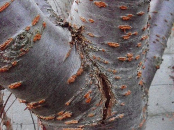  Mechanical damage to the bark of the cherry