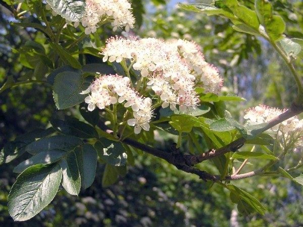  Fiori di sorbo melograno riuniti in mazzi di infiorescenze