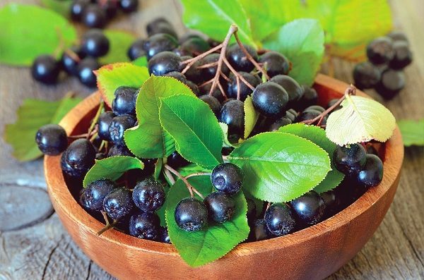  Coltura di bacche di chokeberry fresche