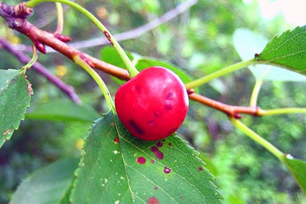  Cherry struck scab