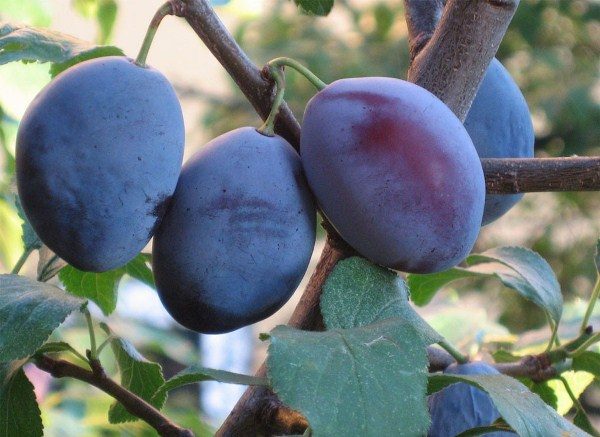  Las frutas del ciruelo son oblongas.
