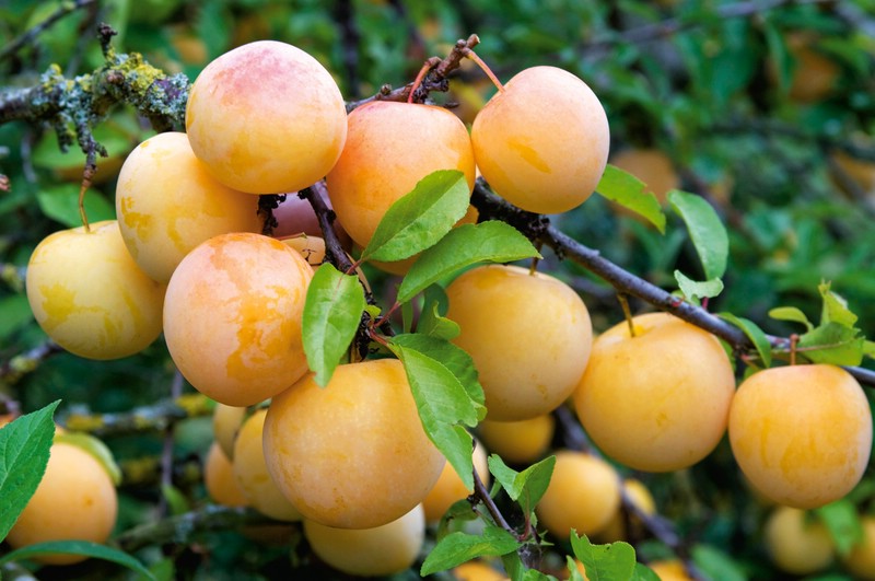  Yellow plum