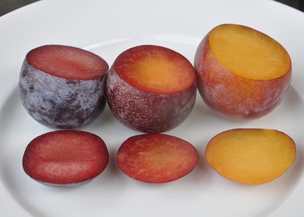  Los híbridos más inusuales de albaricoque, melocotón, ciruela y manzana, su descripción, ventajas y desventajas.