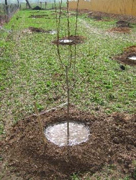  After planting Wonderful Cherry seedlings require abundant watering