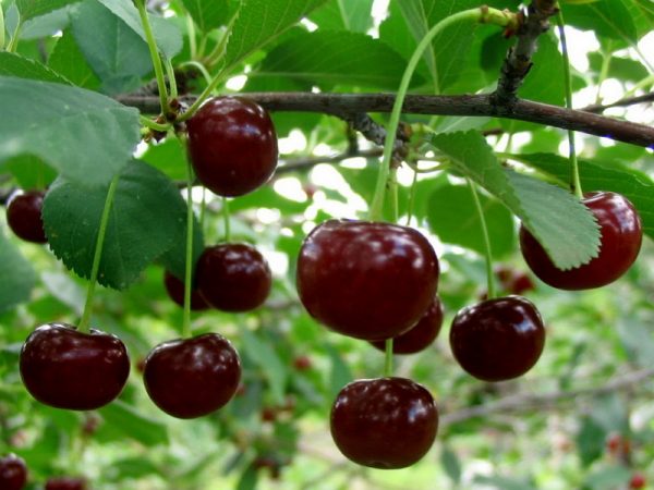  Cherries contain many beneficial vitamins.