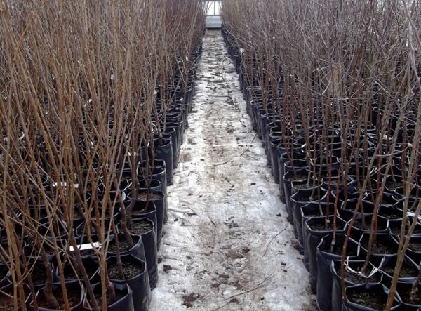  Most sorts of cherries are self-fertile, for the full fruiting of the tree you need to purchase three seedlings of different varieties