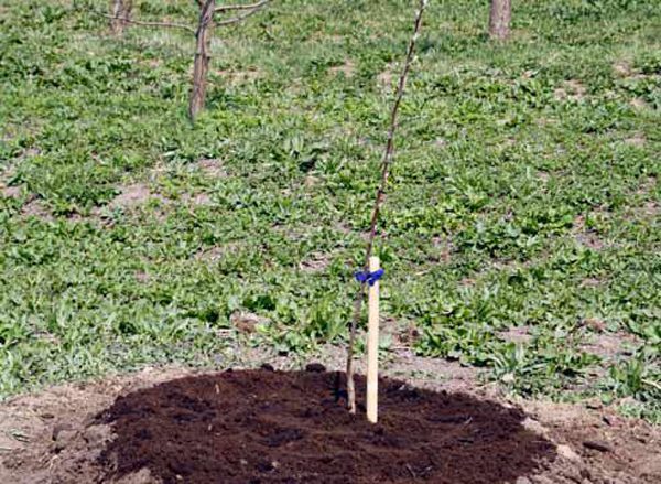  Just planted cherry seedling Turgenevka
