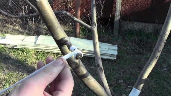  Wrap the vaccination site with tape