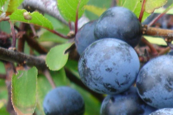  Frutti di prugna selvatica