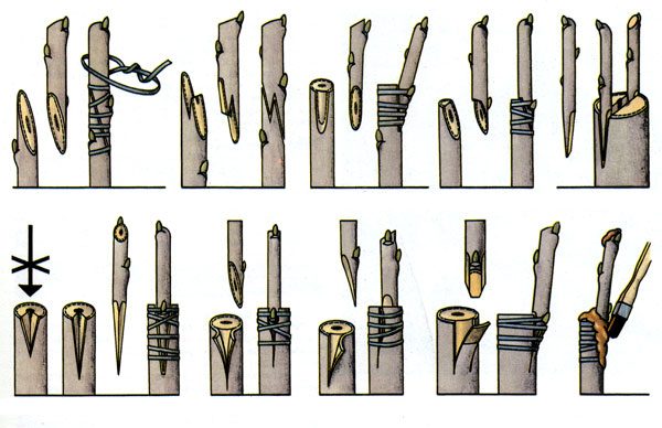  Scheme - methods of grafting cherry