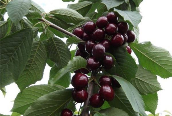  Revna de la variedad de cerezas dulces