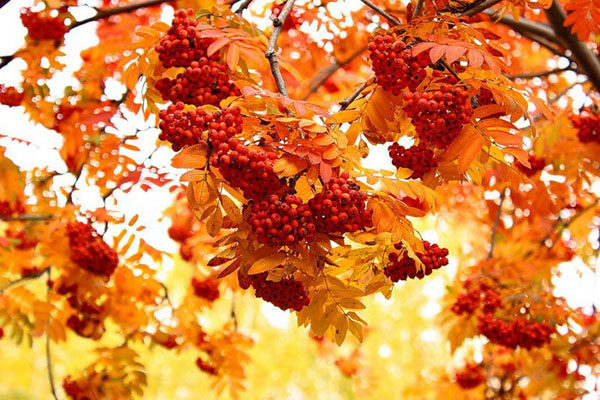  Raccolta delle bacche rosse di Rowan