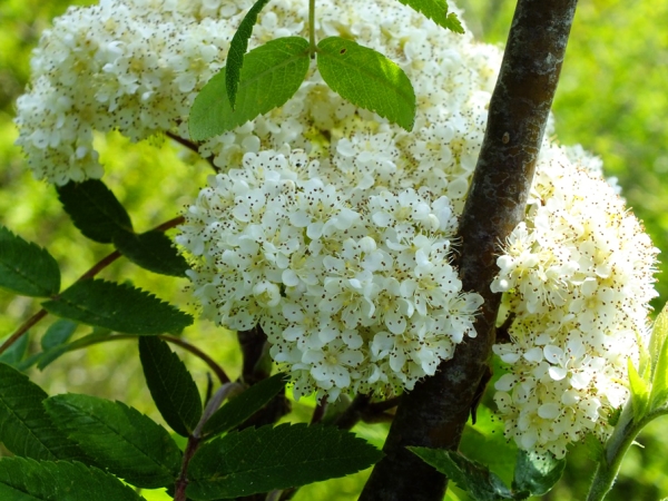  Brodi di fiori di sorbo aiutano a normalizzare l'attività del sistema endocrino, eliminando i danni al fegato