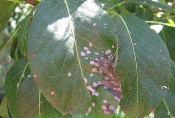  Las hojas de pera son afectadas por septoria o mancha blanca.