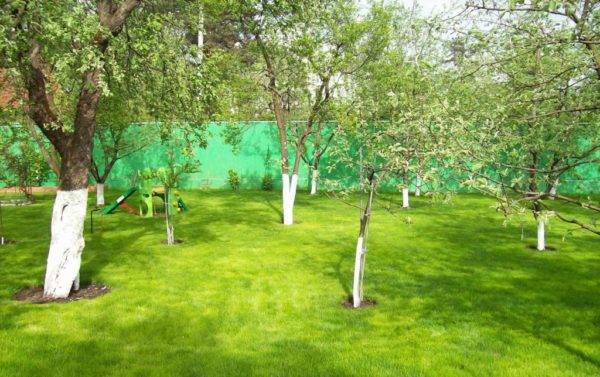 Immissione di alberi da frutto nel giardino