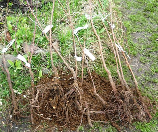  Piantine di Rowan pronti per la semina