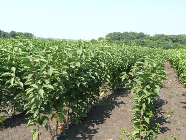  Plantones de cerezas dulces Valery Chkalov en el vivero