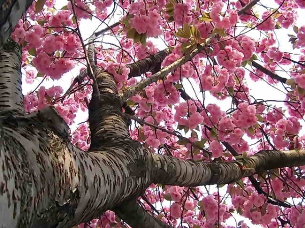  Japanese cherry Sakura: descriptive characteristics of the tree, planting, care, varieties