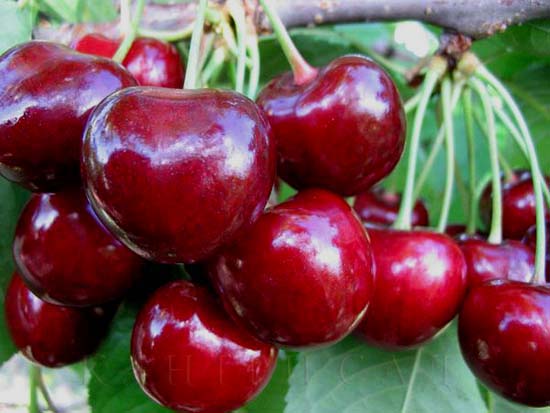  Bayas de cereza Iput en un arbusto