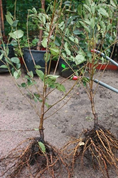  Cherry seedlings Shokoladnitsa