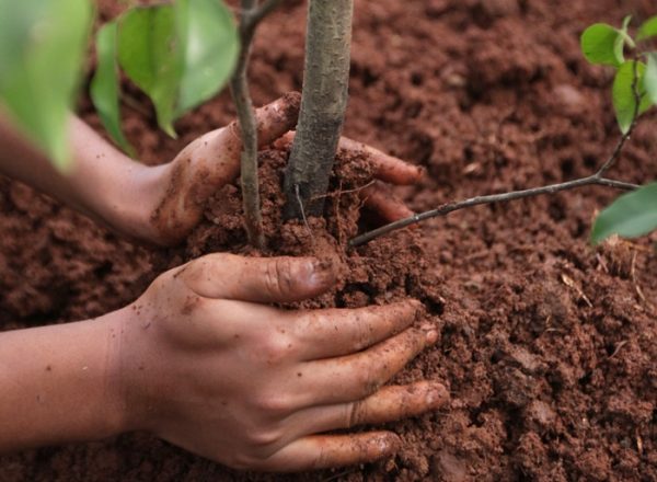  Cómo y cuándo es mejor plantar y replantar el drenaje: una guía paso a paso para plantar y cuidar