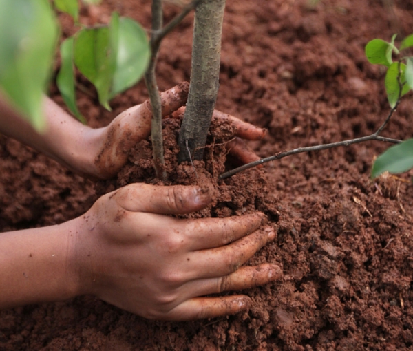 Cómo y cuándo es mejor plantar y replantar el drenaje: una guía paso a paso para plantar y cuidar