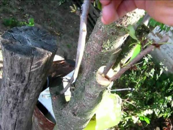  Grafting cherries on plum in cleaved