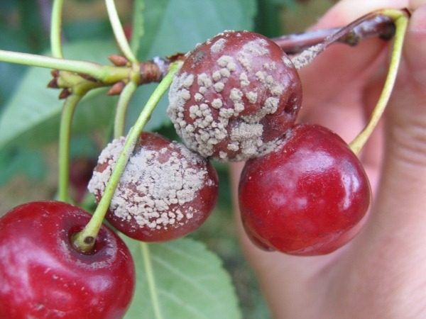  Cherry fruit affected by gray mold (moniliosis)