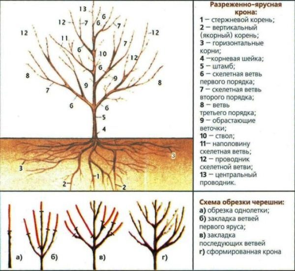  Esquema de corte de cereza Valery Chkalov