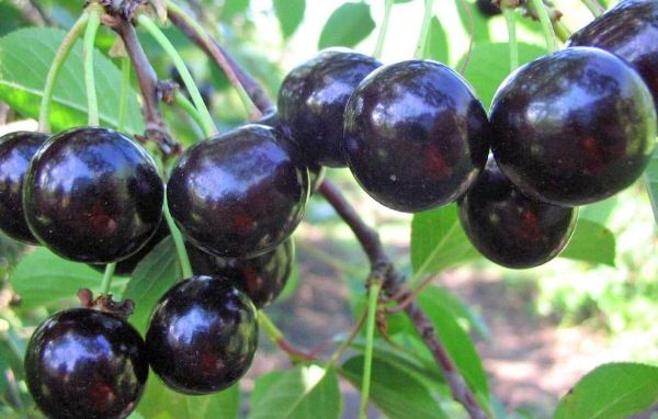  Cherry variety Consumer goods Black