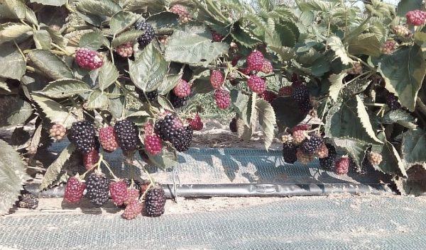  Arbustos con moras maduras Natchez