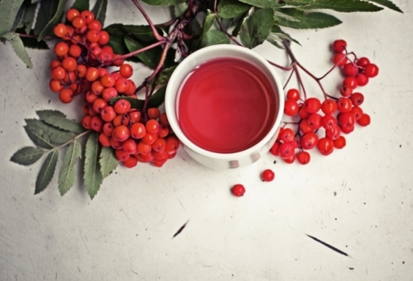  Il tè con ribes e sorbo migliora le proprietà del sistema immunitario, aumenta la resistenza del corpo