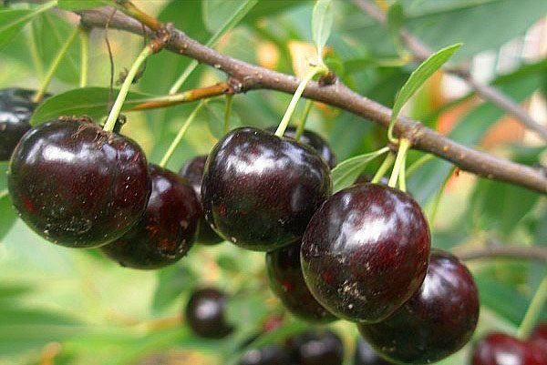  Ripe and juicy fruits of Bessey cherry
