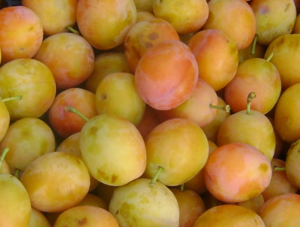  Variedades de ciruelas Loschinsky tempranas son adecuadas para crecer incluso en climas muy fríos, no autofértiles