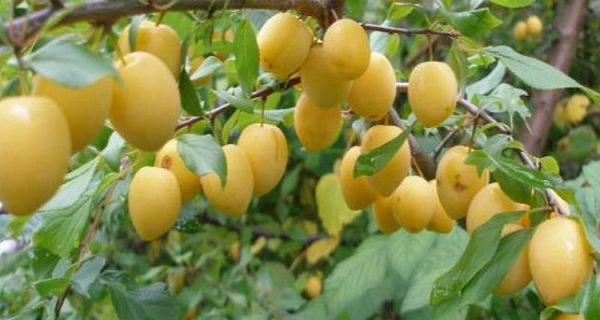  Plum Egg yellow