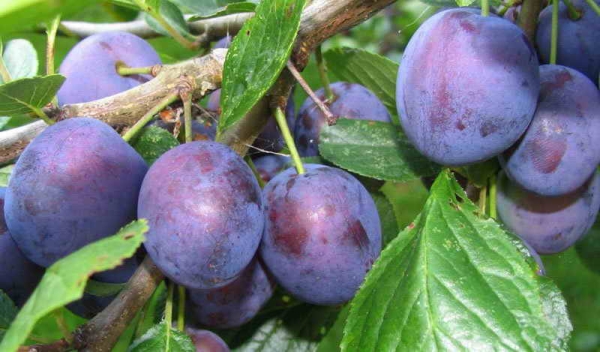  Renklod Michurinsky plum es muy adecuado para la conservación, se transporta y se almacena bien.