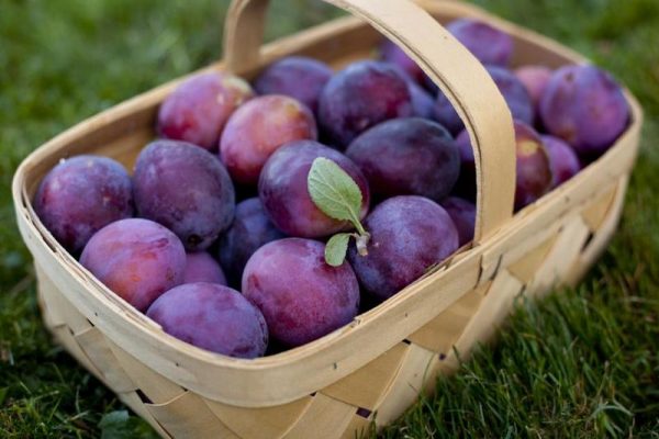  Prugne appena colte