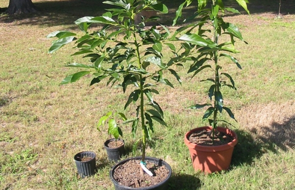  Cuando se plantan plántulas de ciruelas deben enfocarse en la raíz del cuello, deben estar 5 cm por encima del nivel del suelo.