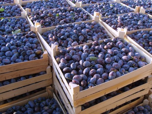  Plum Stanley tiene un alto nivel de troncos y transportabilidad.