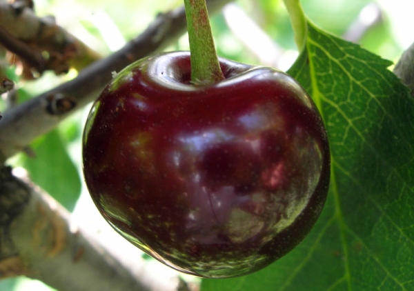  Variedad de cereza de Vladimirskaya: descripción de árboles, plantación y cuidado, protección contra enfermedades y plagas