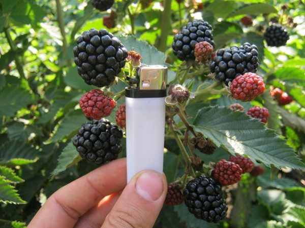  Tamaños de Blackberry Agaveam