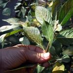  Aphids on cherry